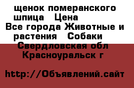 щенок померанского шпица › Цена ­ 45 000 - Все города Животные и растения » Собаки   . Свердловская обл.,Красноуральск г.